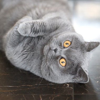 İngiliz kısa havası