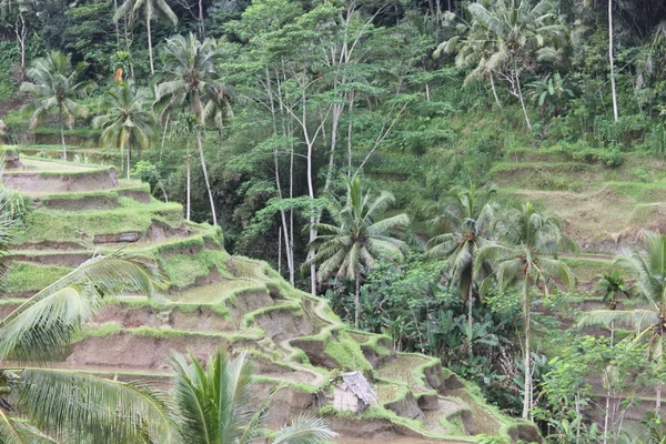 Campos de arroz en la ladera de Bali, Indonesia — Foto de Stock