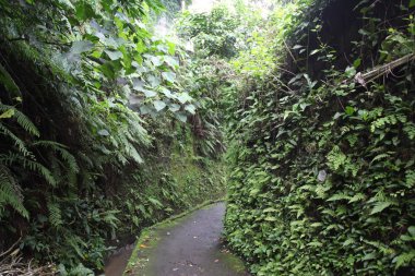 Yaya yolları, Ubud, Bali, Endonezya