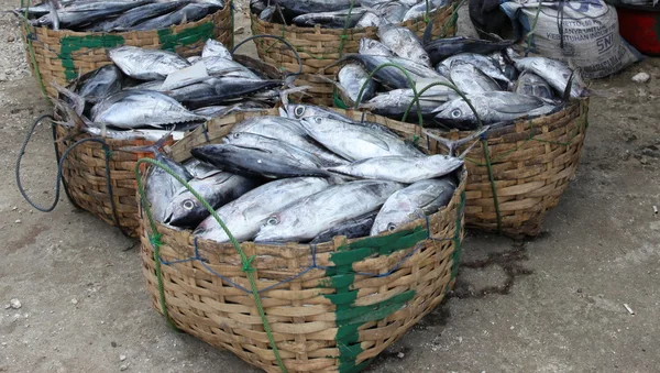 La captura de los pescadores —  Fotos de Stock