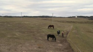 Toprakta yürümek için farklı renkte atlar.