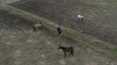 Toprakta yürümek için farklı renkte atlar.