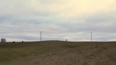 Toprakta yürümek için farklı renkte atlar.