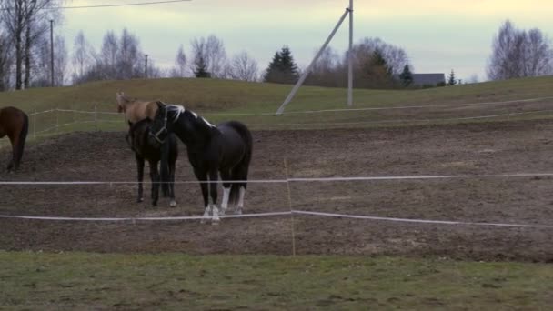 Hästar Olika Färger För Promenad Ett Jordområde — Stockvideo