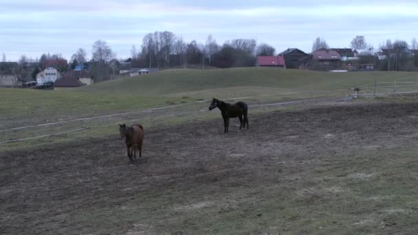 Hästar Olika Färger För Promenad Ett Jordområde — Stockvideo