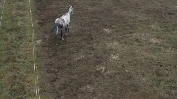 Caballos Diferentes Colores Para Paseo Por Una Zona Tierra — Vídeos de Stock