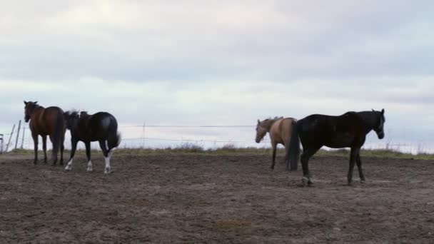 Paarden Van Verschillende Kleuren Voor Een Wandeling Een Aarden Gebied — Stockvideo