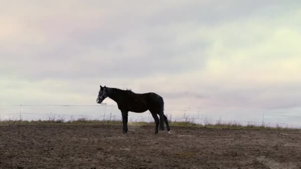 Toprakta Yürümek Için Farklı Renkte Atlar — Stok video