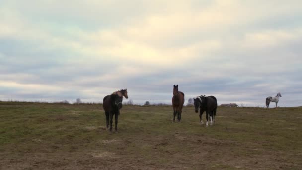 Konie Różnych Kolorach Spacer Ziemiach — Wideo stockowe