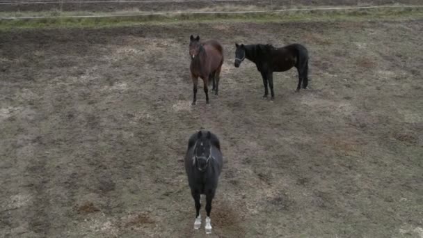 Toprakta Yürümek Için Farklı Renkte Atlar — Stok video