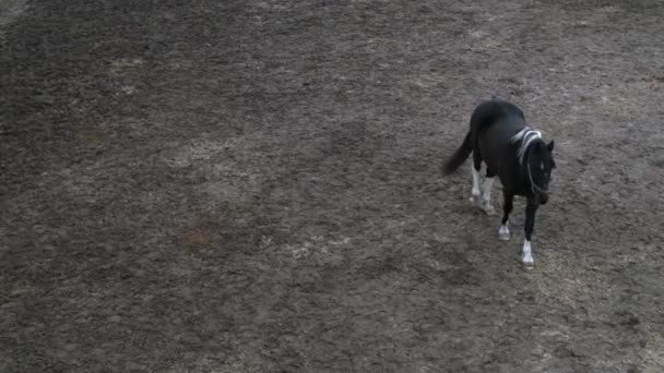 Caballos Diferentes Colores Para Paseo Por Una Zona Tierra — Vídeos de Stock