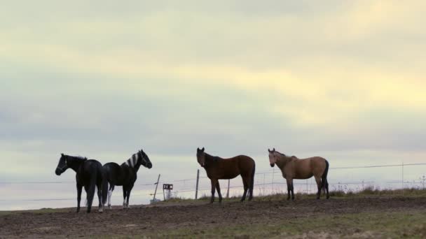 Caballos Diferentes Colores Para Paseo Por Una Zona Tierra — Vídeos de Stock