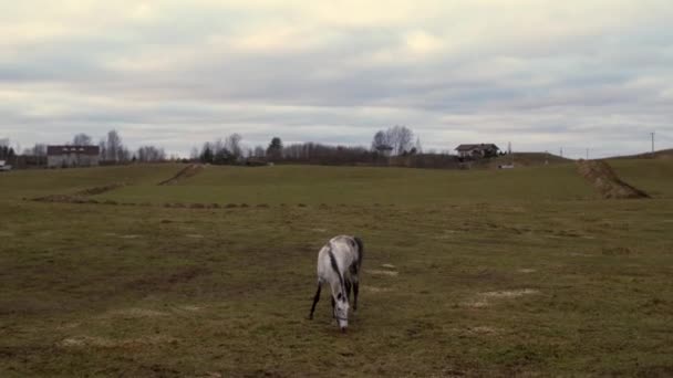 Άλογα Διαφόρων Χρωμάτων Για Μια Βόλτα Μια Γήινη Περιοχή — Αρχείο Βίντεο