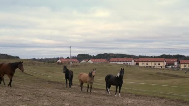 Cavalli Diversi Colori Una Passeggiata Una Zona Terra — Video Stock