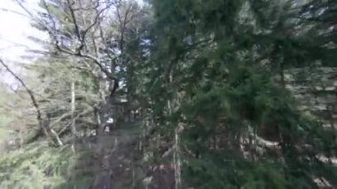 Bambu korusunda uçmak, Botanik Bahçesi, Batumi, Georgia