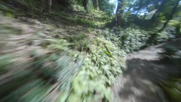 Літаючи Бамбуковому Гаї Ботанічний Сад Батумі Джорджія — стокове відео