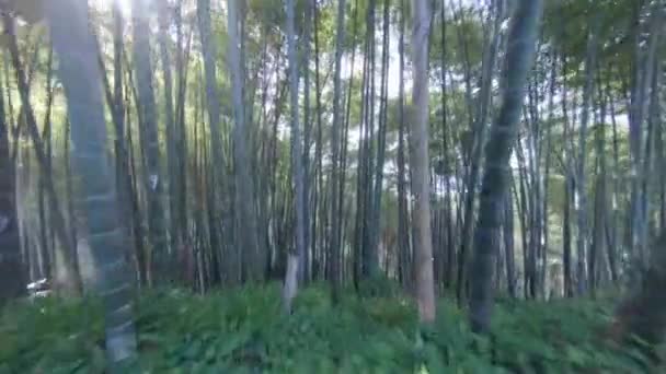 Volando Bosque Bambú Jardín Botánico Batumi Georgia — Vídeo de stock
