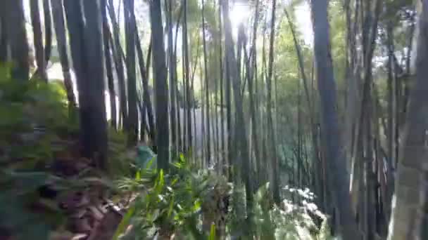 Літаючи Бамбуковому Гаї Ботанічний Сад Батумі Джорджія — стокове відео