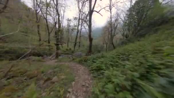 Полет Бамбуковой Роще Ботанический Сад Батуми Грузия — стоковое видео
