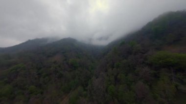 Bambu korusunda uçmak, Botanik Bahçesi, Batumi, Georgia