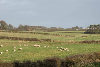 İskoçya 'da Stewarton ve Irvine arasındaki Perceton Mains' de Burns ülkesinin göbeğinde tarlaları ve başıboş koyunları olan güzel İskoç tarım arazileri.