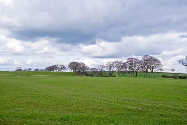 Robert Burns ülkesinin göbeğindeki güzel İskoç Ayrshire tarım arazileri tarlaları, ağaçlar ve çitlerle.