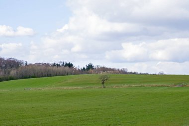 Burns Country 'nin göbeğindeki güzel İskoç tarım arazileri. Tarlaları, ağaçları, çalıları ve merkezinde tek başına duran tek bir ağaç...