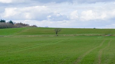Burns Country 'nin göbeğindeki güzel İskoç tarım arazileri. Tarlaları, ağaçları, çalıları ve merkezinde tek başına duran tek bir ağaç...