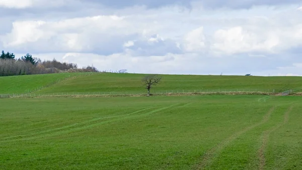 Burns Country 'nin göbeğindeki güzel İskoç tarım arazileri. Tarlaları, ağaçları, çalıları ve merkezinde tek başına duran tek bir ağaç...