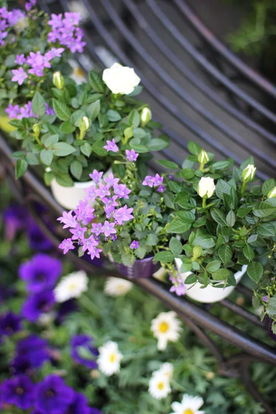 Flores románticas —  Fotos de Stock