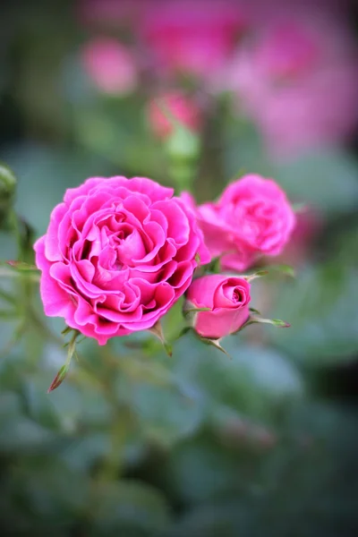 Ніжний рожеві троянди — стокове фото