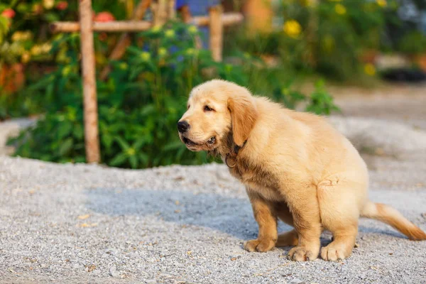 The Puppy Golden retriever shit.