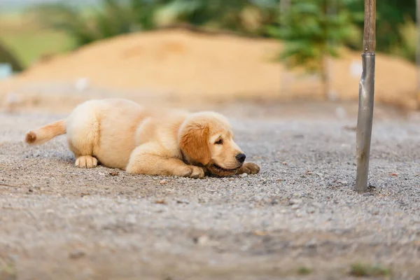 Happy Puppy Golden Retriever Playing — Fotografia de Stock