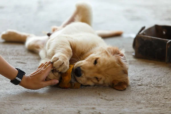 Puppy Golden Retriever Playing Dirty Tripe — Fotografia de Stock