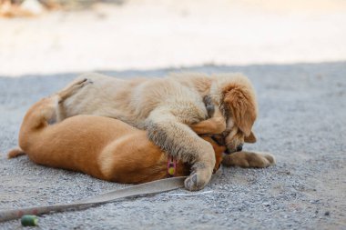Two dogs are playing and fighting on ground floor.