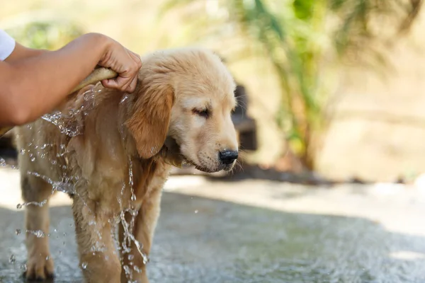 Bathing for Puppy Golden retriever.