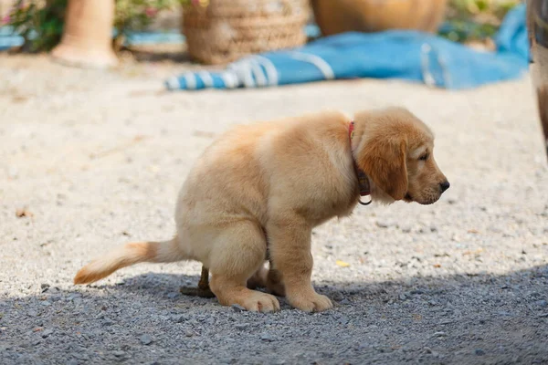 Puppy Golden Retriever Shit — Fotografia de Stock