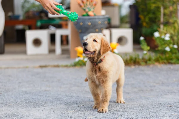Happy Puppy Golden Retriever Playing Royalty Free Stock Photos