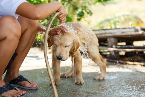 Bathing for Puppy Golden retriever.