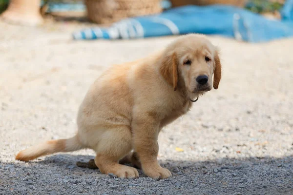 The Puppy Golden retriever shit.