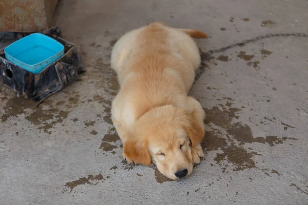 The Puppy Golden retriever is sleeping after play.