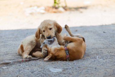 Two dogs are playing and fighting on ground floor.