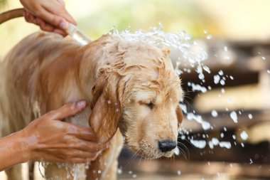 Bathing for Puppy Golden retriever.