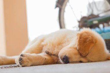 The Puppy Golden retriever is sleeping after play.