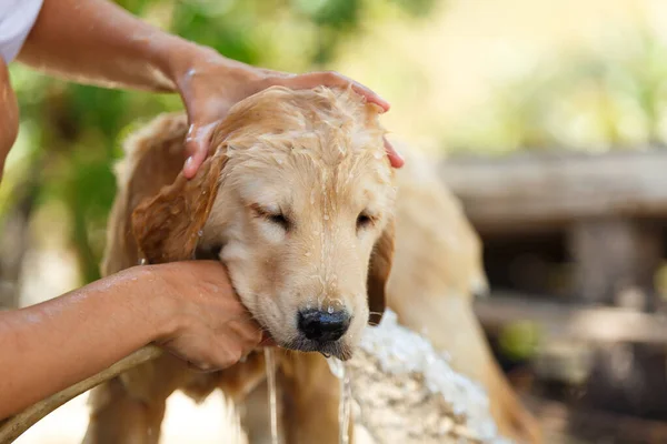 Bathing for Puppy Golden retriever.