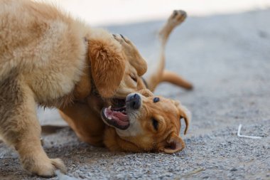 Two dogs are playing and fighting on ground floor.