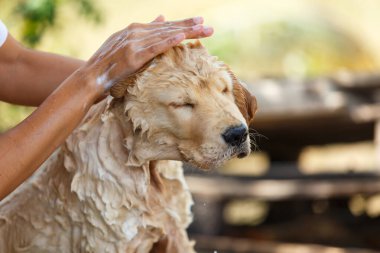 Bathing for Puppy Golden retriever.