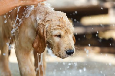 Bathing for Puppy Golden retriever.