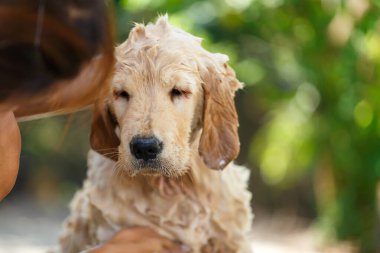 Bathing for Puppy Golden retriever.
