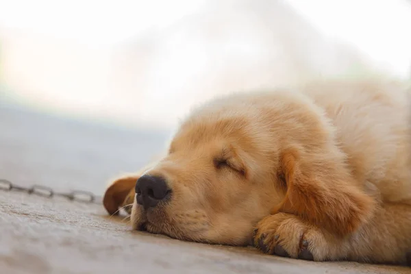 The Puppy Golden retriever is sleeping after play.